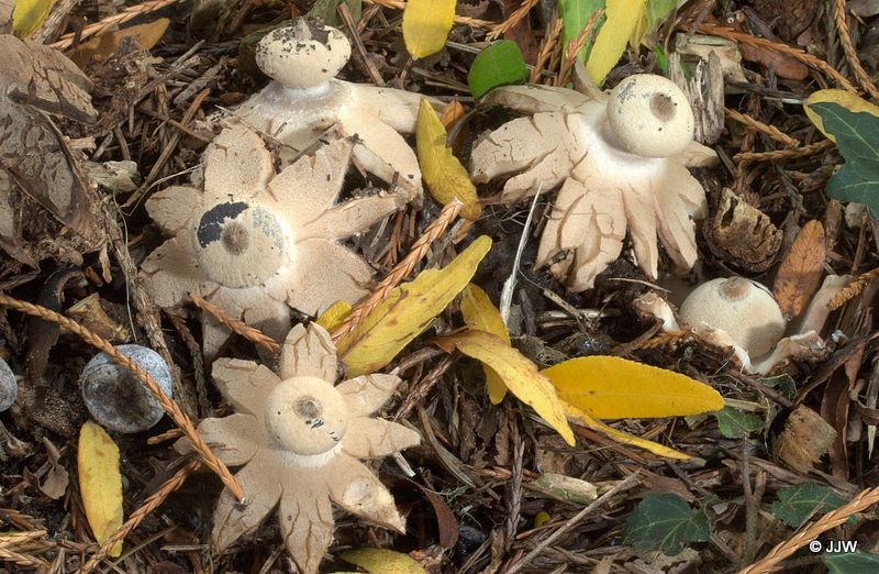 Geastrum striatum